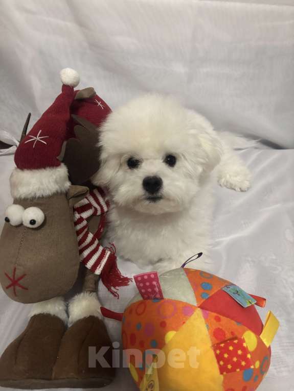 Собаки в Уфе: Бишон фризе щенок Мальчик, 80 000 руб. - фото 2