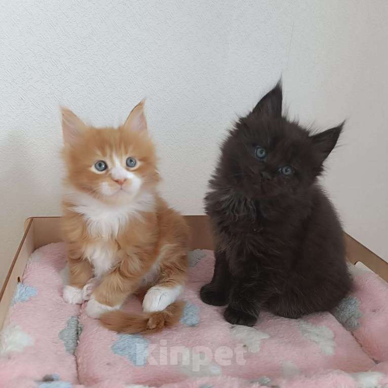 Кошки в Москве: Эшли Мальчик, 85 000 руб. - фото 5