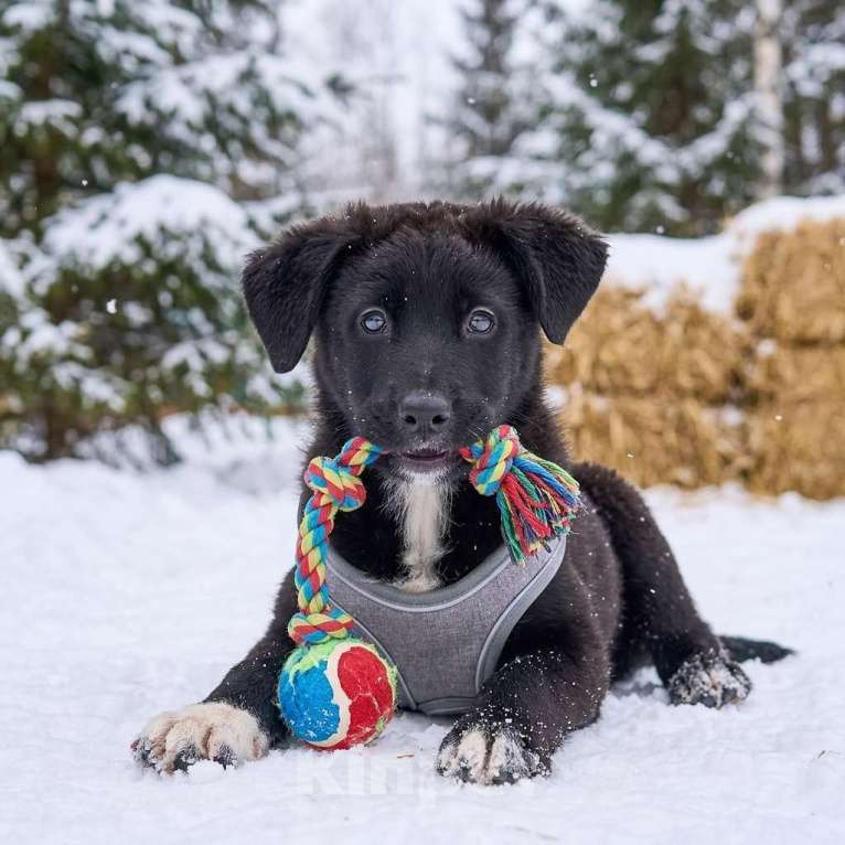 Собаки в Москве: щенок Одри в добрые руки Девочка, Бесплатно - фото 2