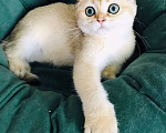 Кошки в Санкт-Петербурге: золотая шиншилла кошечка Девочка, 35 000 руб. - фото 2