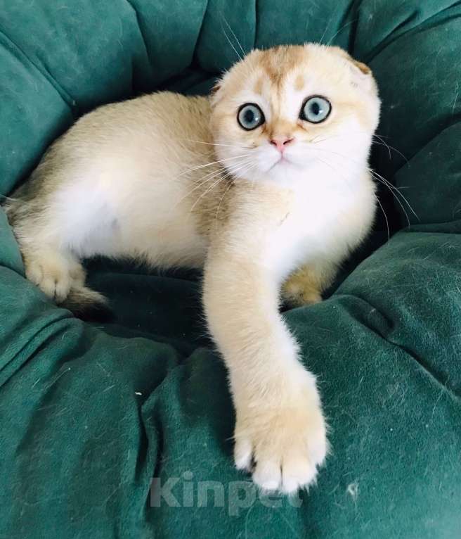 Кошки в Санкт-Петербурге: золотая шиншилла кошечка Девочка, 35 000 руб. - фото 2