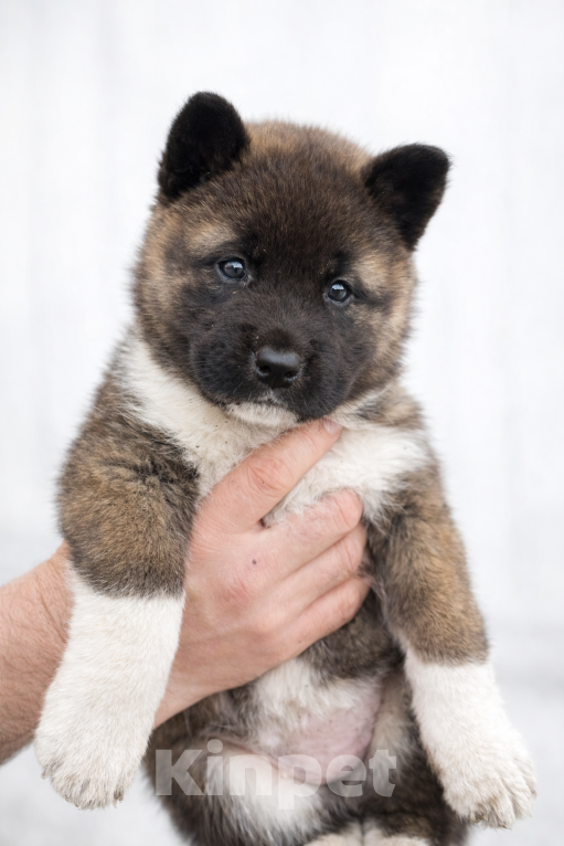 Собаки в Мелеузе: Щенок Американской Акиты Девочка, 15 000 руб. - фото 1