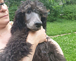 Собаки в Москве: Большие Пудели Мальчик, Бесплатно - фото 2