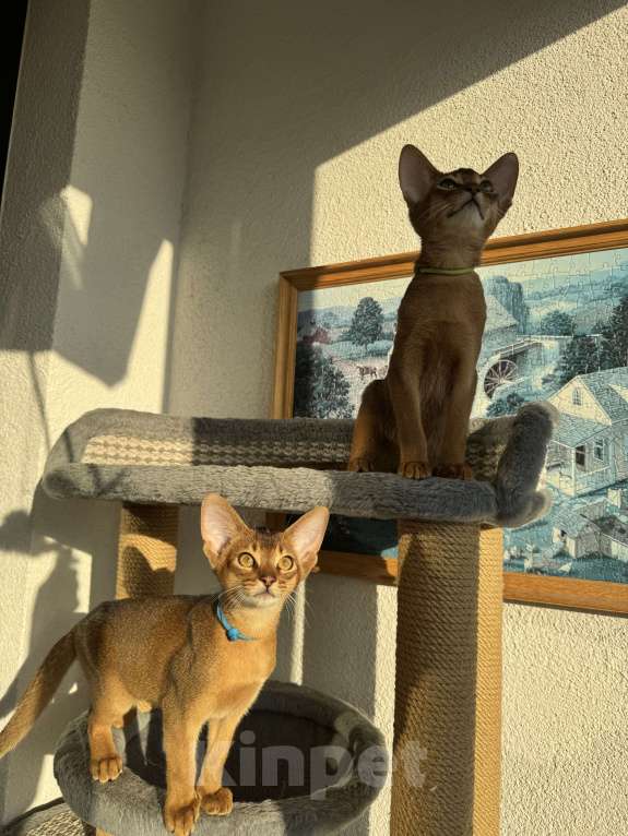 Кошки в Санкт-Петербурге: Абиссинский котенок с документами, мальчик  Мальчик, 35 000 руб. - фото 4