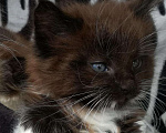 Кошки в Новом Уренгое: Мейн кун, 8 000 руб. - фото 2