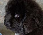 Собаки в Саратове: Щенок Ньюфаундленд Мальчик, 70 000 руб. - фото 1