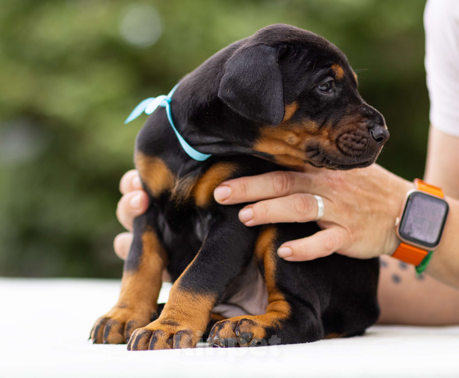 Собаки в Клине: Сука, голубая лента  Девочка, 100 000 руб. - фото 6