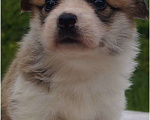 Собаки в Москве: Щенки вельш корги пемброк. Родословная РКФ Мальчик, 60 000 руб. - фото 10