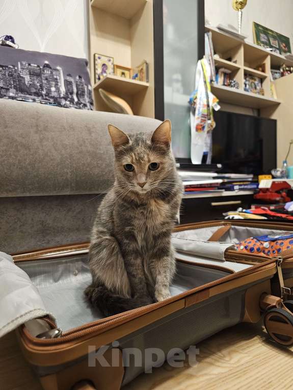 Кошки в Москве: Бесплатно в добрые руки! Девочка, Бесплатно - фото 3