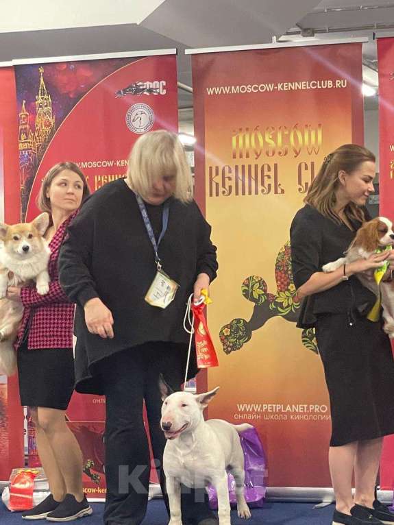 Собаки в Москве: Бультерьер Марфа Девочка, 150 000 руб. - фото 2