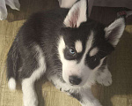 Собаки в Красноярске: Сибирский хаски, щенок Мальчик, 17 000 руб. - фото 1