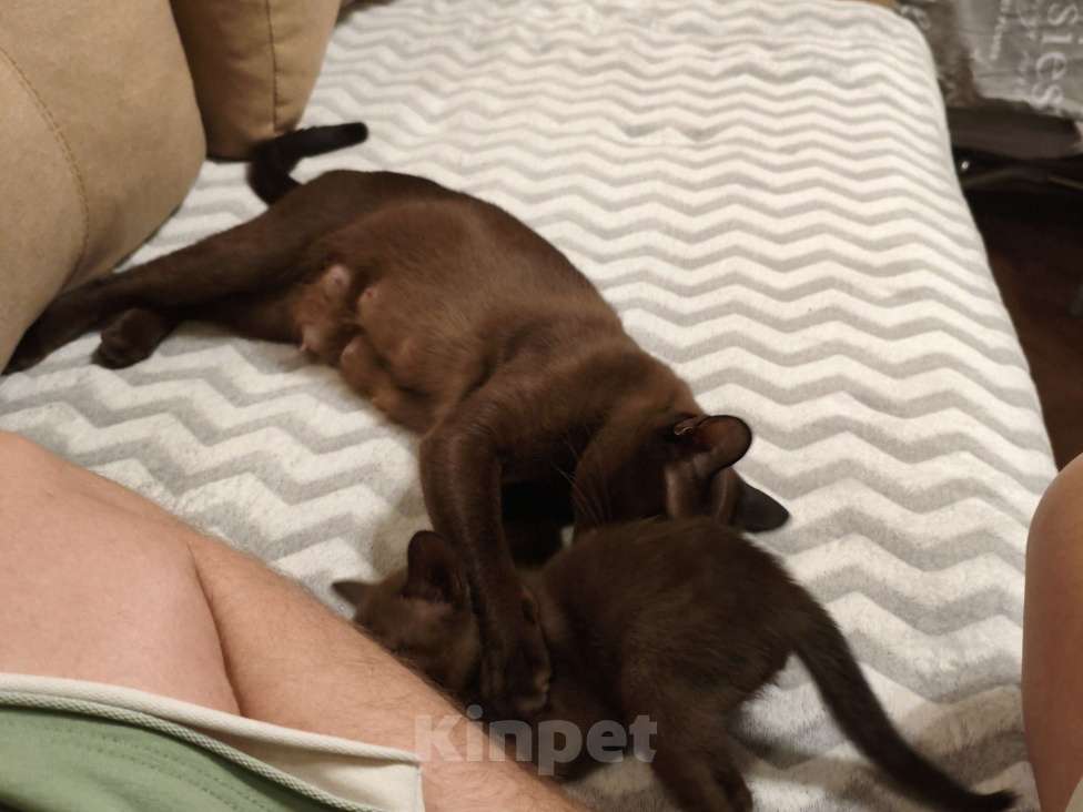 Кошки в Москве: Мальчик бурманской породы  Мальчик, 30 000 руб. - фото 1