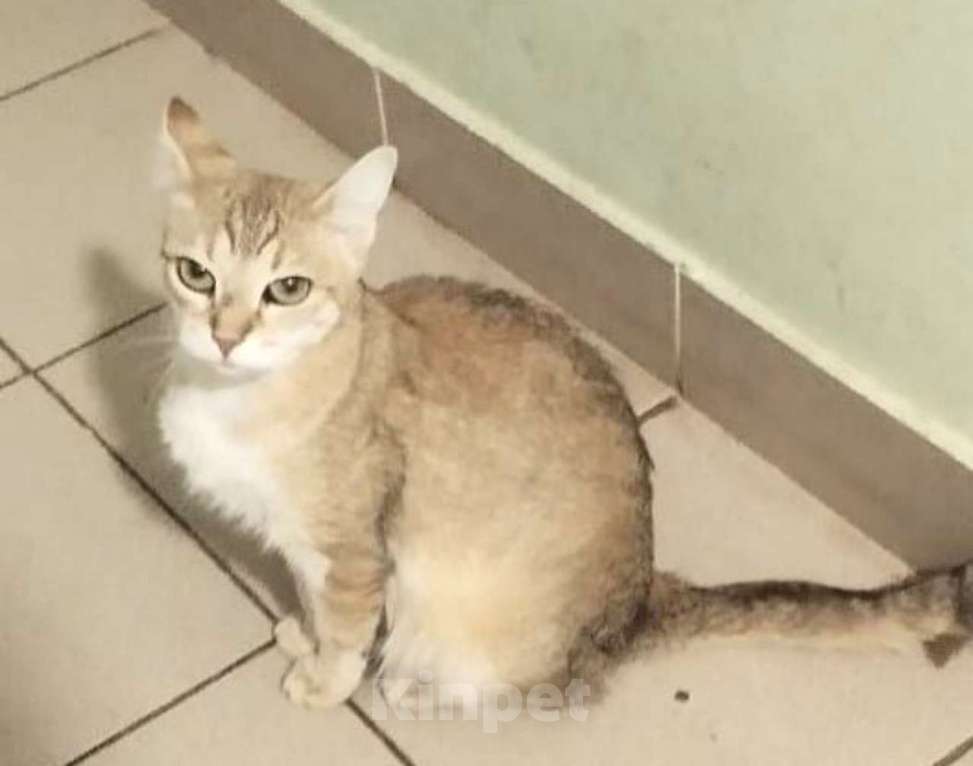 Кошки в Москве: Молодая изящная Кася, кошка в добрые руки. Девочка, Бесплатно - фото 2