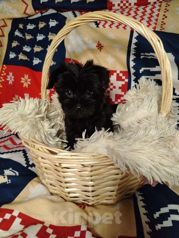 Собаки в Одинцово: Девочка мини  Девочка, 50 000 руб. - фото 3