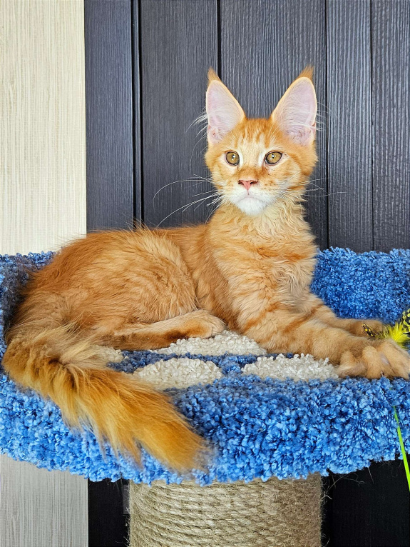 Кошки в других городах Московской области: Котенок Мейн-кун Мальчик, 40 000 руб. - фото 2