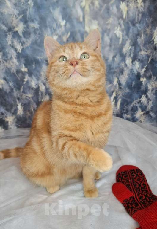 Кошки в Москве: Кошка рыже-мраморного окраса в добрые руки  Девочка, Бесплатно - фото 6