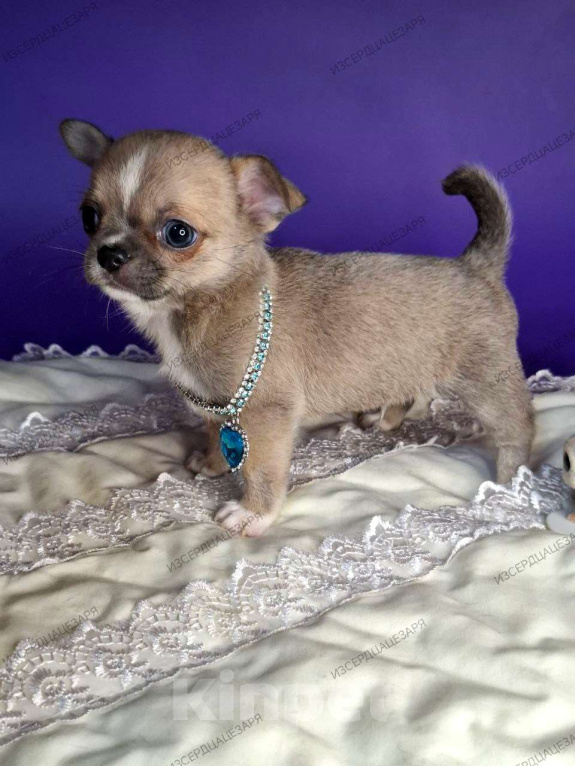 Собаки в Москве: Супер кукольный малыш Мальчик, 50 000 руб. - фото 7