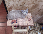 Кошки в Батайске: потерялся котик Мальчик, 1 руб. - фото 1