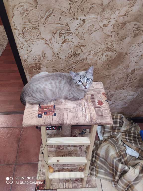 Кошки в Батайске: потерялся котик Мальчик, 1 руб. - фото 1