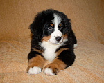 Собаки в других городах Московской области: Бернский зенненхунд Девочка, 120 000 руб. - фото 1