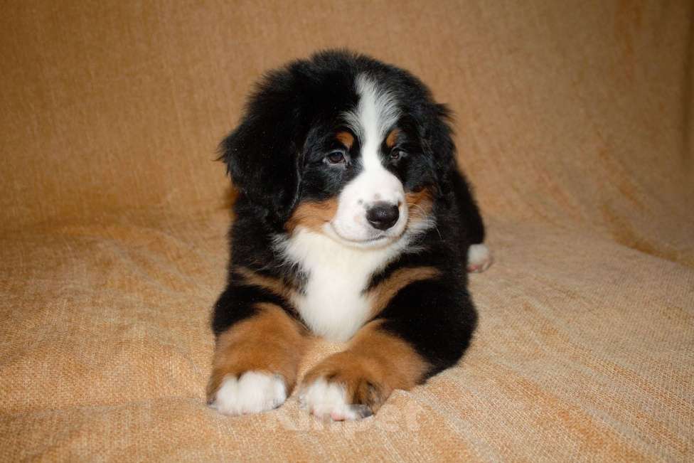 Собаки в других городах Московской области: Бернский зенненхунд Девочка, 120 000 руб. - фото 1