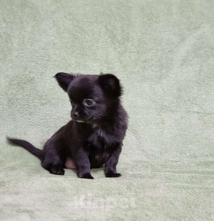 Собаки в Наро-Фоминске: Парень чихуахуа Мальчик, 30 000 руб. - фото 3