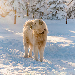 Словацкий чувач Словацкий чувач