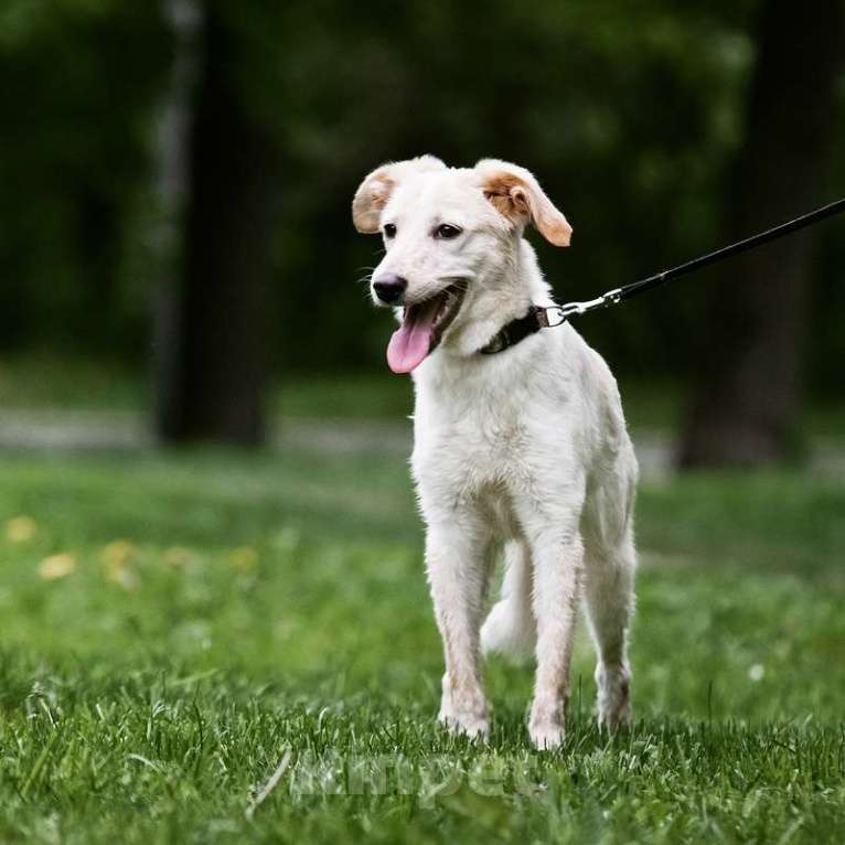 Собаки в Москве: Щенок от мамы лабрадора в добрые руки Девочка, Бесплатно - фото 2