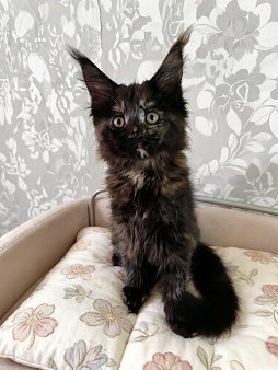 Котенок мейн кун