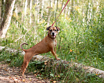 Собаки в Ногинске: Диночка - метис француза в поисках семьи Девочка, Бесплатно - фото 6