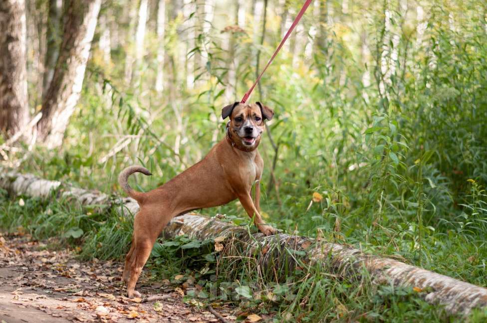 Собаки в Ногинске: Диночка - метис француза в поисках семьи Девочка, Бесплатно - фото 6