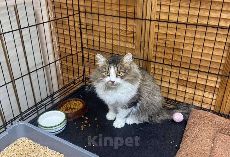 Кошки в Москве: Пушистый котик в добрые руки Мальчик, Бесплатно - фото 5