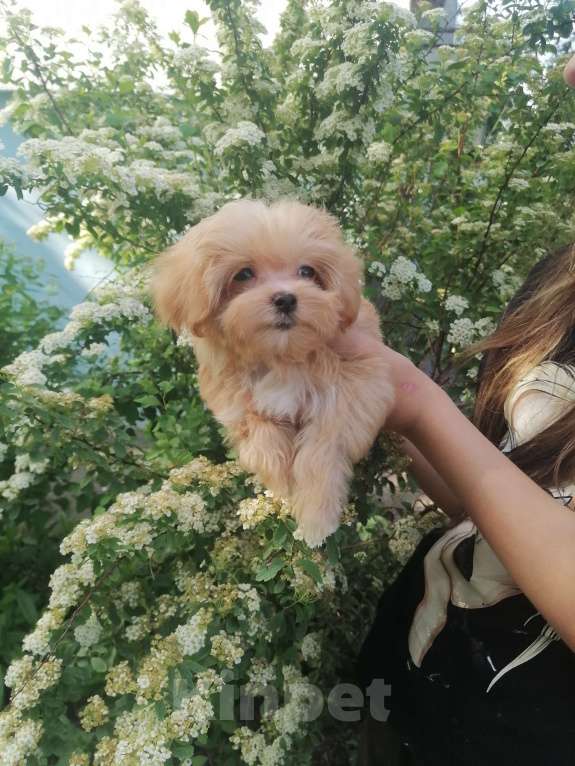 Собаки в Красногорске: Кобель мини Марик Мальчик, 125 000 руб. - фото 2