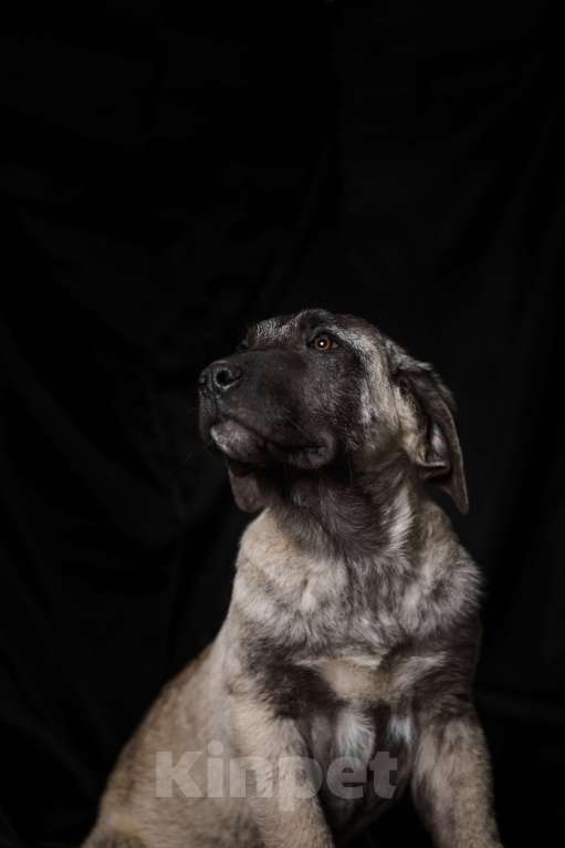 Собаки в Ахтубинске: щенок турецкого кангала Мальчик, 50 000 руб. - фото 2