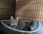 Кошки в Москве: Кошечка Бантик в добрые руки Девочка, Бесплатно - фото 4