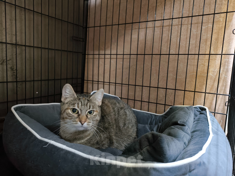 Кошки в Москве: Кошечка Бантик в добрые руки Девочка, Бесплатно - фото 4