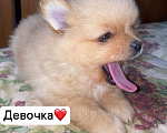 Собаки в Новосибирске: померанский щенок Девочка, 20 000 руб. - фото 1