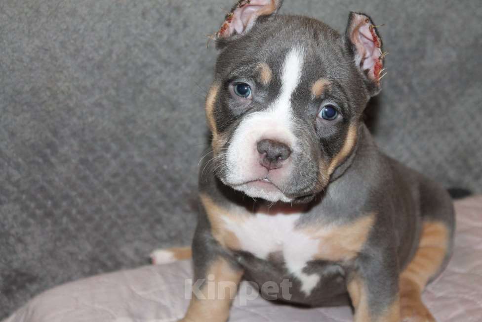 Собаки в Фрязино: Щенок Американский Булли Девочка, 100 000 руб. - фото 1