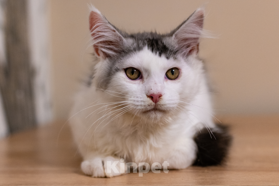 Кошки в Петрозаводске: Котик мейн-кун Мальчик, 15 000 руб. - фото 3