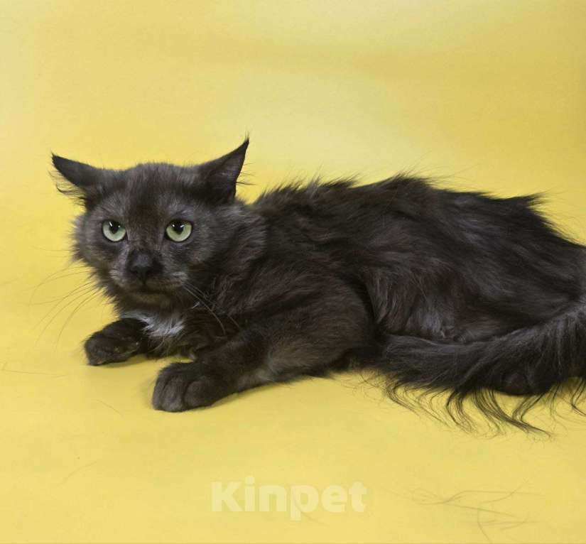 Кошки в Москве: Котик Юша ищет семью Мальчик, Бесплатно - фото 8