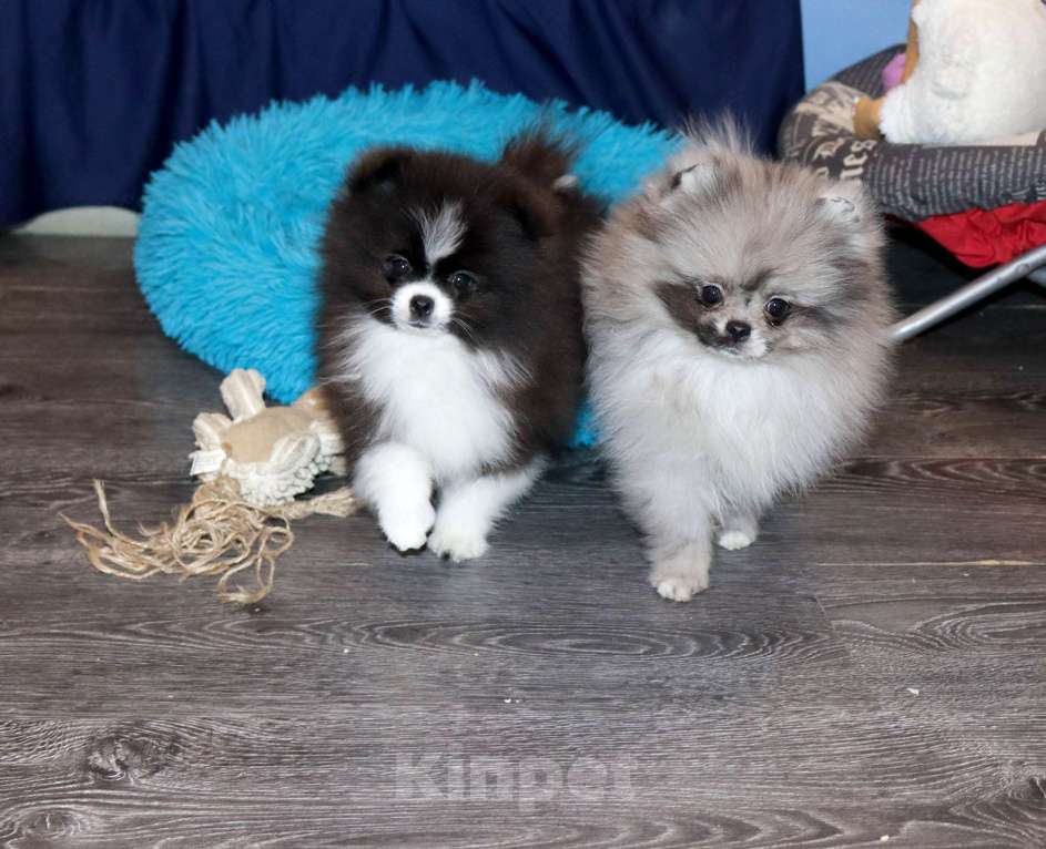 Собаки в Москве: Самая РОСКОШНАЯ крошка шпица Девочка, 75 000 руб. - фото 6