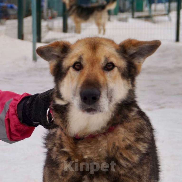 Собаки в Москве: Бобик Мальчик, Бесплатно - фото 1