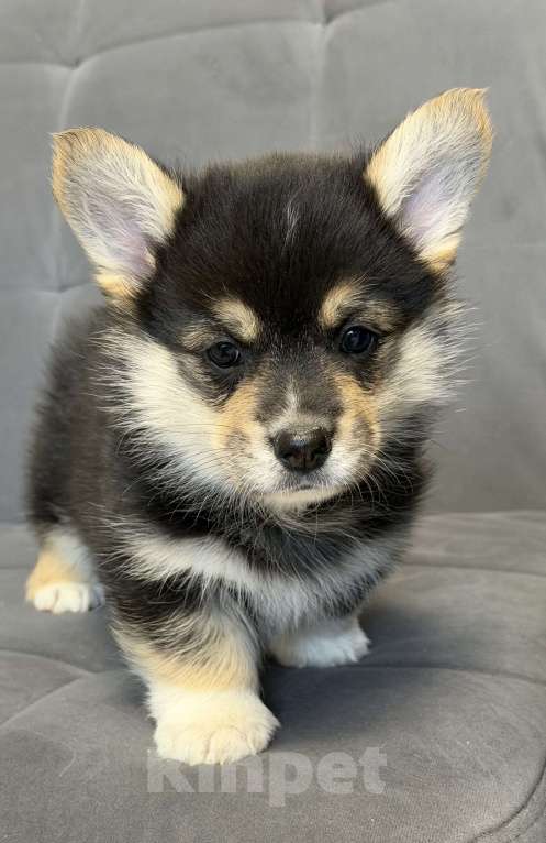 Собаки в Санкт-Петербурге: Мальчик вельш корги пемброк Мальчик, 50 000 руб. - фото 7