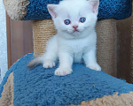 Кошки в Нижнем Новгороде: Голубоглазый котик Мальчик, 35 000 руб. - фото 1