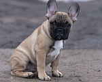 Собаки в Москве: Щенки французского бульдога Мальчик, 80 000 руб. - фото 1