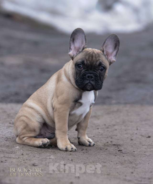 Собаки в Москве: Щенки французского бульдога Мальчик, 80 000 руб. - фото 1