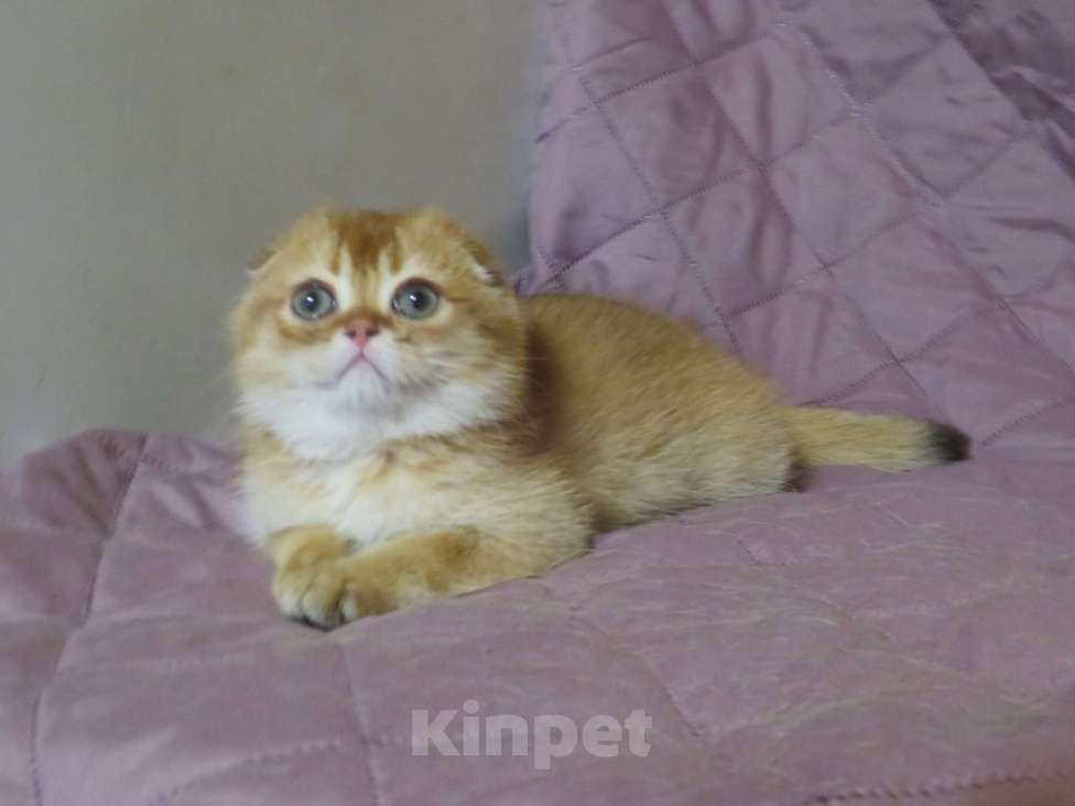 Кошки в Москве: роскошный шотландский котенок -мальчик Мальчик, Бесплатно - фото 2