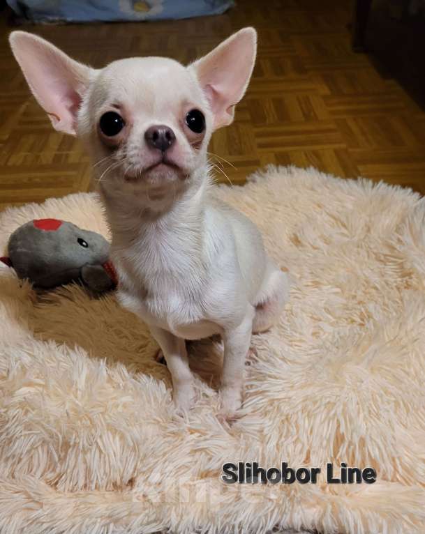 Собаки в Москве: Чихуа белая девочка Девочка, Бесплатно - фото 3