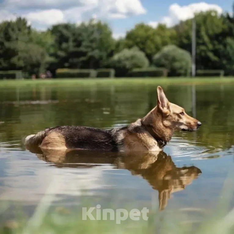 Собаки в других городах Московской области: Дина. Вся такая ладненькая девочка-мечта. Девочка, Бесплатно - фото 2