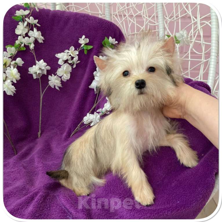 Собаки в Москве: Йорк мини девочка золотая игривая Девочка, 70 000 руб. - фото 5